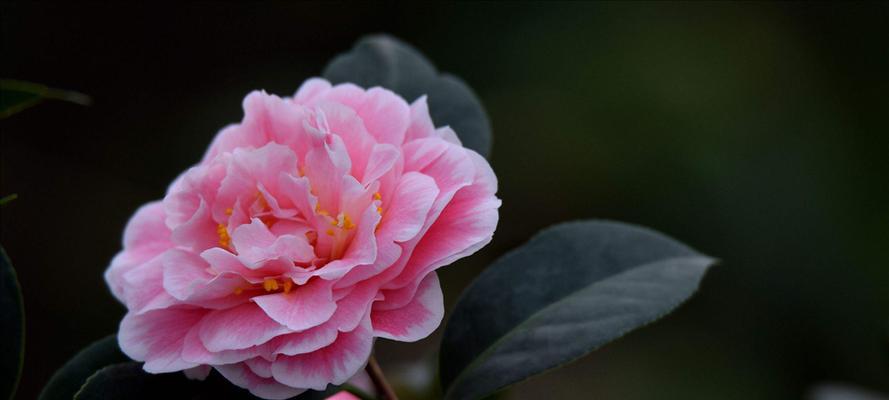 山茶花的种类及特点（探索山茶花的神秘世界）