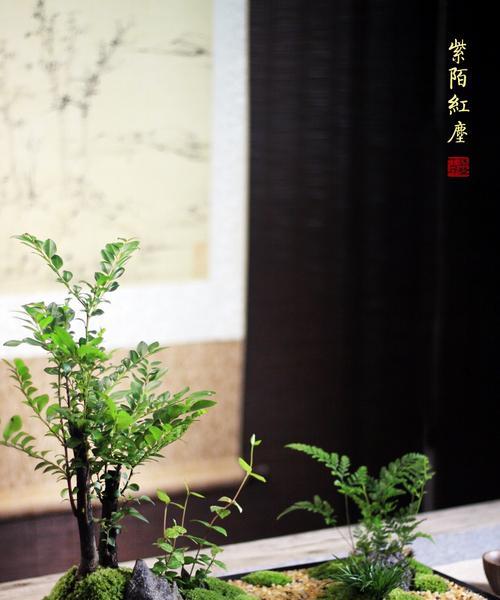 茶枯水的神奇之处——浇花大法（探究茶枯水浇花的方法和效果）