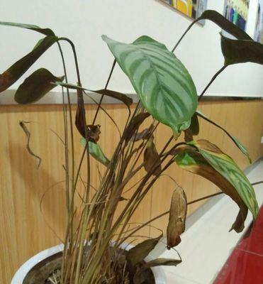 茶枯水的神奇之处——浇花大法（探究茶枯水浇花的方法和效果）