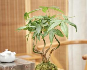 茶室植物装饰（打造清新自然的茶文化空间）