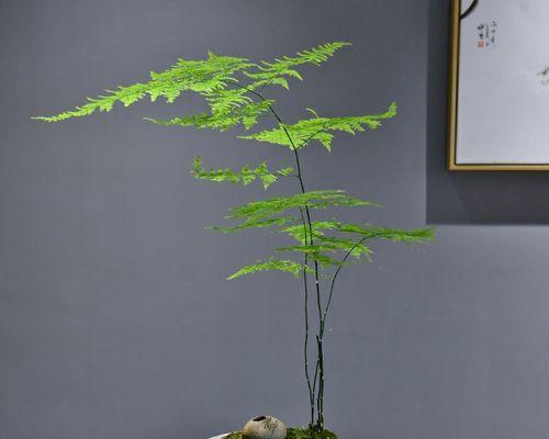 茶室植物装饰（打造清新自然的茶文化空间）