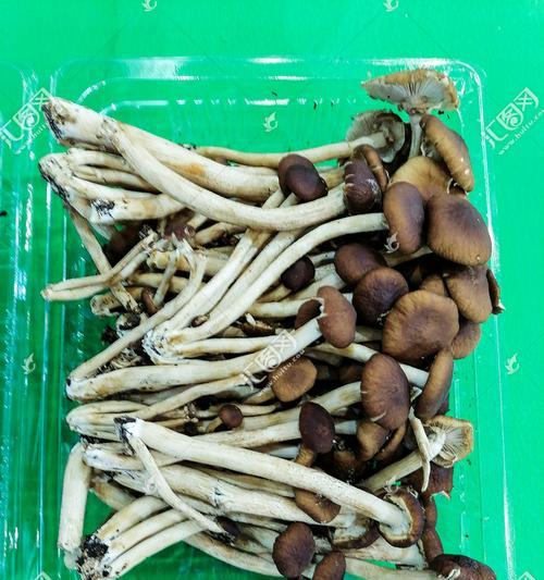 茶树菇的生长环境及特点（探索茶树菇的适宜生长条件和独特特点）
