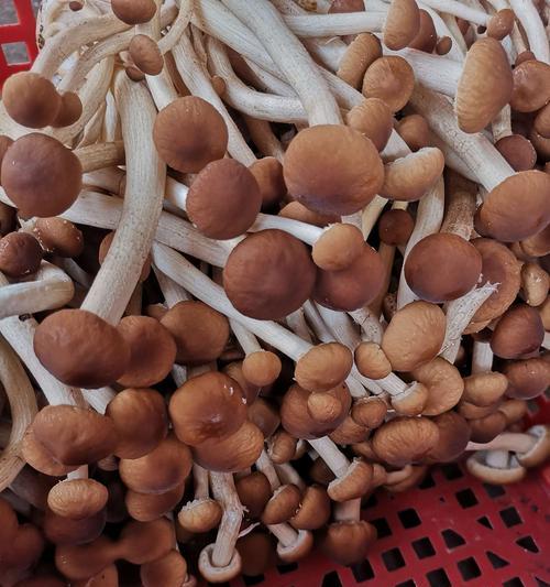 茶树菇的生长环境及特点（探索茶树菇的适宜生长条件和独特特点）