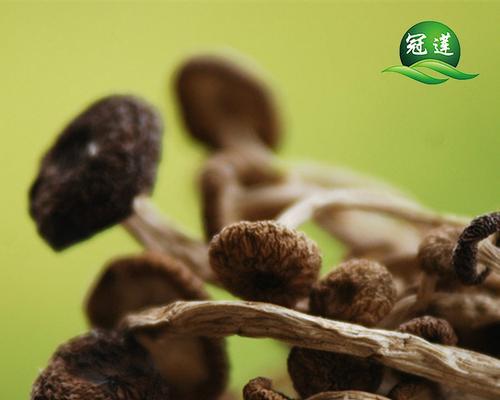 茶树菇的生长环境（茶树菇的种植基地选择及养护方法）