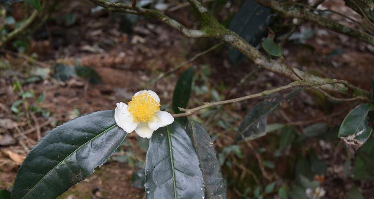 茶树开花的时间和方式（探究茶树花朵的形态和特点）