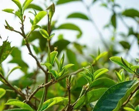 山茶树几年结果实的种植技巧（探讨山茶树的生长规律）