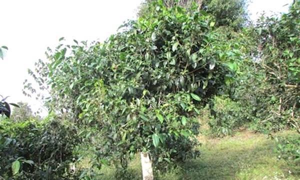茶树开花结果的周期及因素探析（探究茶树开花结果的时间）