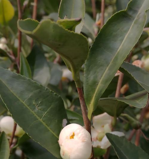 茶树开花结果的周期及因素探析（探究茶树开花结果的时间）
