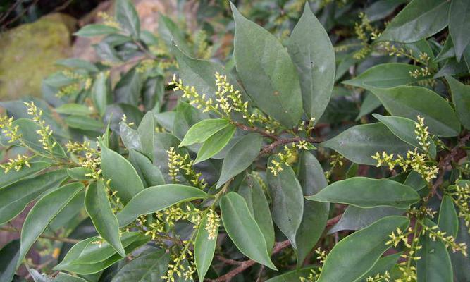 茶树开花结果的周期及因素探析（探究茶树开花结果的时间）