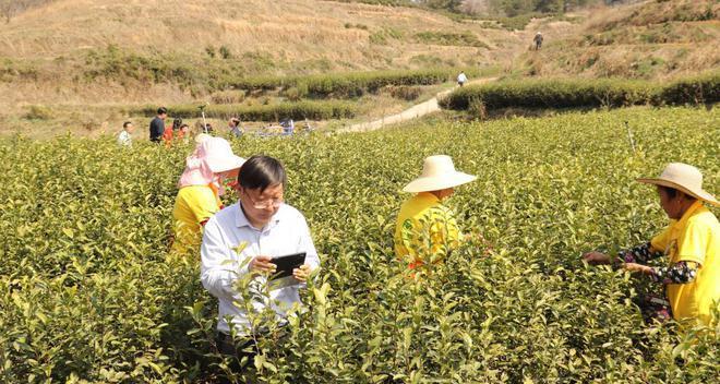 茶树浇水的时间和正确方法（掌握正确浇水技巧）