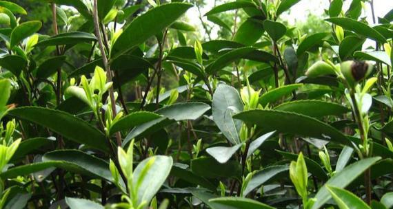 茶树浇水的时间和正确方法（掌握正确浇水技巧）