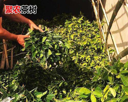 茶树扦插技术（掌握茶树繁殖方法）