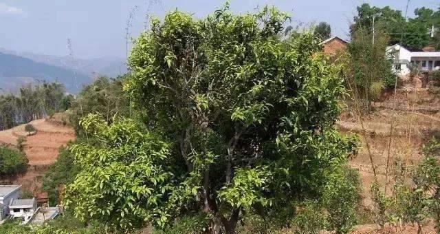 油茶树的生长环境与特点（探寻油茶树生长的奥秘）