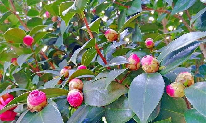 茶树种植指南（如何选择适合种植茶树的地方）