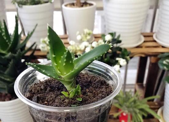 茶水浇花，你知道哪些要点（茶水浇花有何好处）
