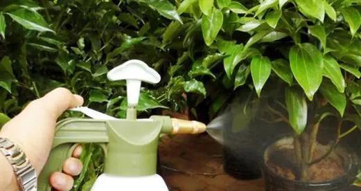 茶水浇花，你知道哪些要点（茶水浇花有何好处）