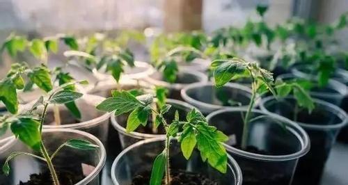 茶叶浇花之真相揭秘（茶叶不仅是饮品）