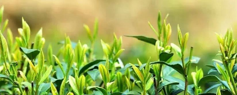 茶叶的生长周期（探究茶树的生命之旅）