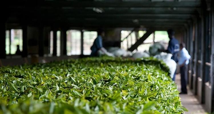 茶叶的生长周期（探究茶树的生命之旅）