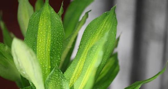 茶叶水能否浇巴西木（科学探究茶叶水对巴西木的影响）
