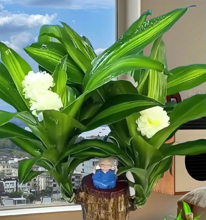 茶叶水能否浇巴西木（科学探究茶叶水对巴西木的影响）