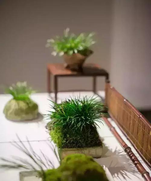 茶叶水有助于浇菖蒲生长（如何正确使用茶叶水浇菖蒲）
