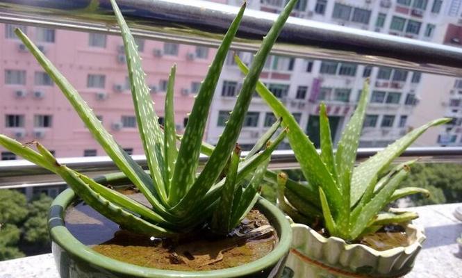 茶叶水可以浇芦荟吗（探究茶叶水对芦荟的影响及注意事项）