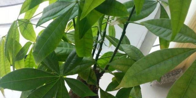 茶叶水浇绿宝树的妙用（茶叶水不仅仅是饮品）