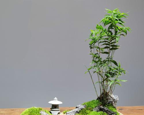 用茶叶水浇文竹的正确方法（茶叶水对文竹的影响）