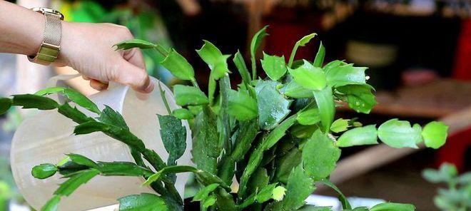 茶叶水的神奇功效（茶叶水浇花）