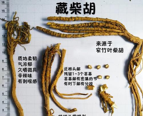 了解柴胡的生长环境条件与特点（-柴胡）