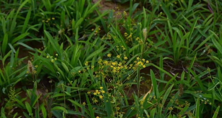 探究柴胡的种植适宜地区（寻找适宜柴胡种植的地点和条件）