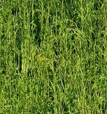 如何为柴胡提供最佳生长环境（从气候条件、土壤要求到水分管理）