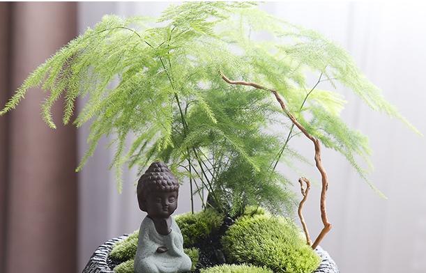 常春藤（了解常春藤的生长环境和光照需求）