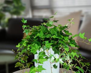 常春藤（了解常春藤的生长环境和光照需求）
