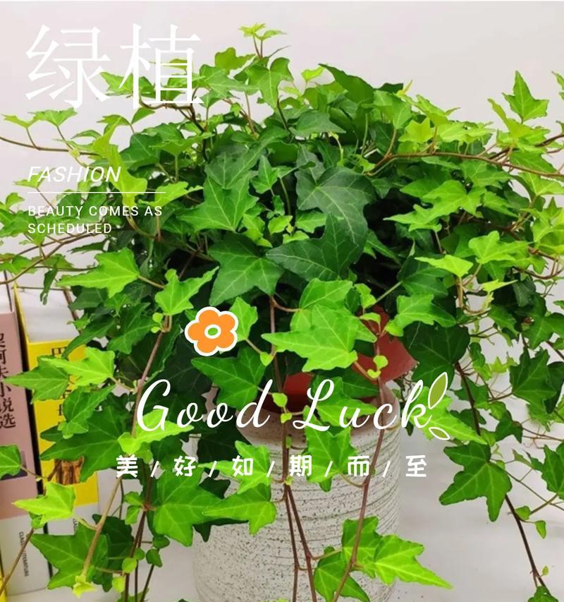 常春藤——一种具有魅力的藤本植物（了解常春藤的特点和生长习性）