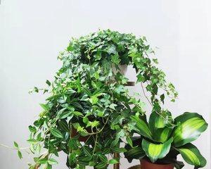 常春藤（探究常春藤如何吸附甲醛）