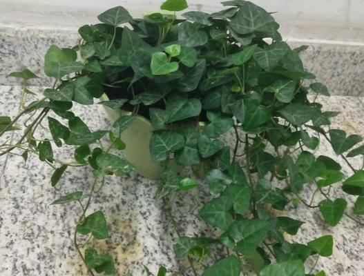 常春藤种植全指南（时间、方法、技巧应有尽有）