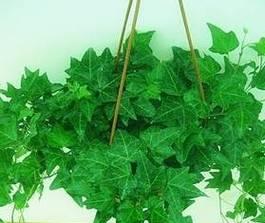 常春藤种植全指南（时间、方法、技巧应有尽有）
