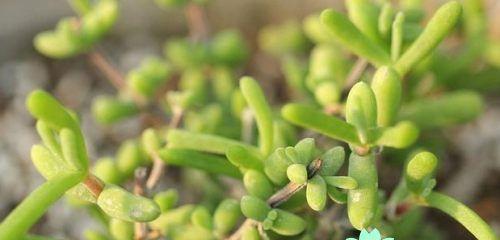常见的被子植物详解（探索植物世界的多样性）