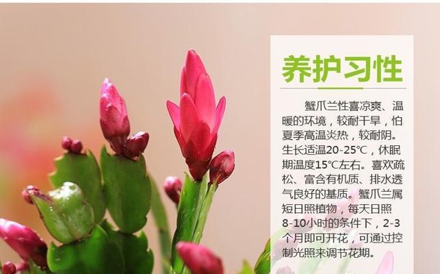 常见的嫁接花卉（掌握这些嫁接技巧）