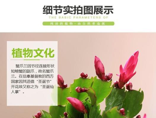 常见的嫁接花卉（掌握这些嫁接技巧）