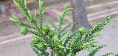 常见裸子植物大盘点