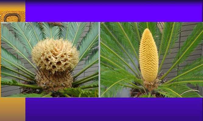 常见裸子植物大盘点