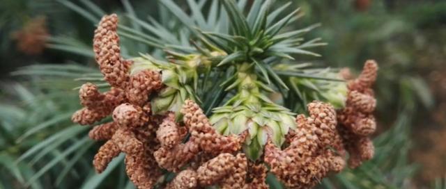 常见裸子植物大盘点