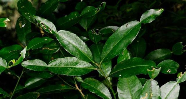 芸香科植物大观（探秘常见的芸香科植物世界）