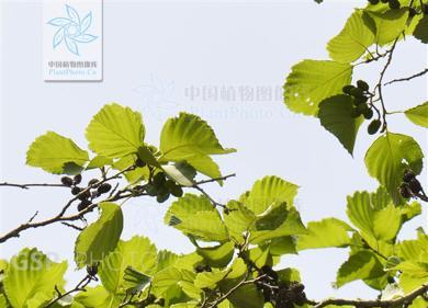 长青之树——常年不落叶的树种（探究世界各地的长青树种及其特点）