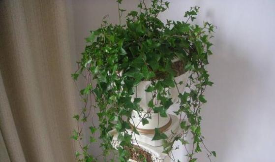 常青藤的种植与养护（关注常青藤的注意事项）
