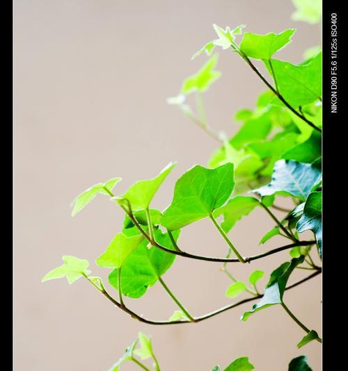 常青藤开花揭秘（常青藤开花的样子和特点）