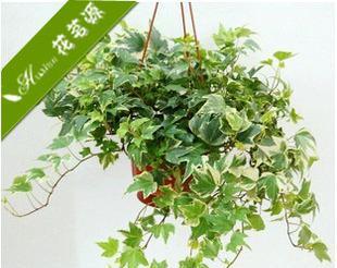 常青藤水养详解（水养常青藤的方法和注意事项）